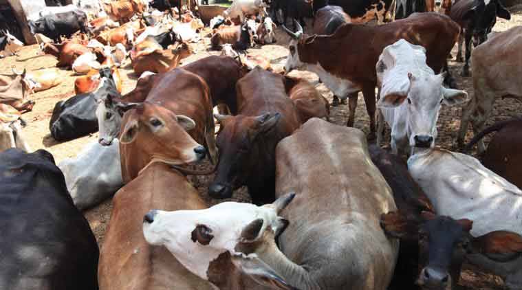 हिमाचल प्रदेश में गौवंश संवर्द्धन नीति
