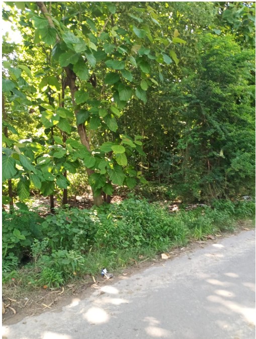 पीपल बाबा ने दिया नया फॉर्मूला, कोरोना काल में पौधारोपण साबित होगा फिक्स डिपॉजिट