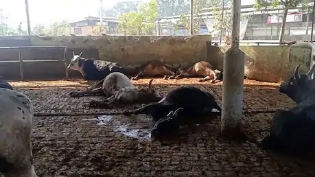 पंचकूला: जहरीला चारा खाने से 80 गायों की मौत, 30 की हालत गंभीर
