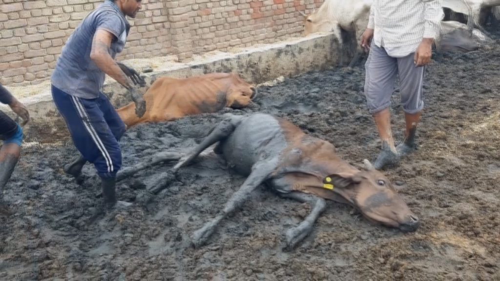 माननीय सर्वोच्च न्यायालय ने लिया राल गौ हत्या प्रकरण में चाणक्य युवा संगठन के पत्र का संज्ञान