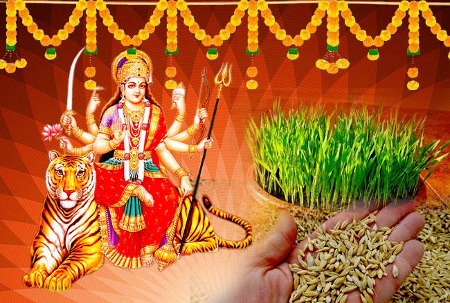 नवरात्रि में बोया जाता है जौ, क्या आप जानते है इसके पीछे के धार्मिक कारण
