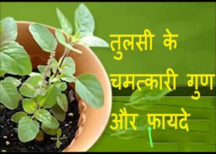 तुलसी पूजा 2020: औषधि भी है तुलसी