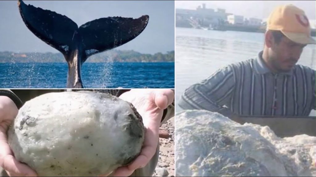 Whale की उल्टी ने मछुआरे को कर दिया मालामाल, हाथ लगा 100 किलो का ‘खजाना’