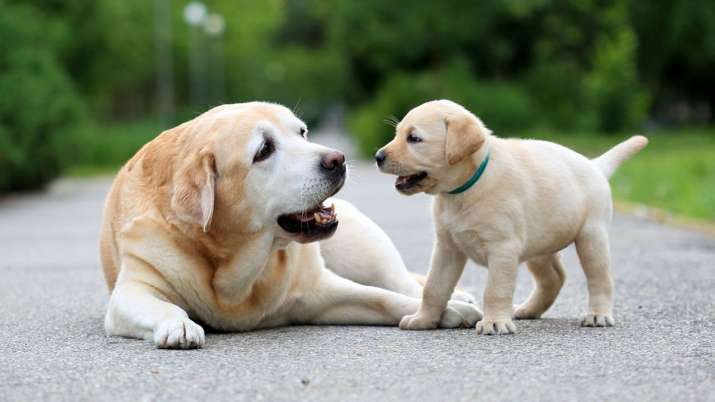 अब अपने ‘Pet’ का करवाएं बीमा, बीमार या चोरी होने पर इंश्योरेंस कंपनी देगी पैसा