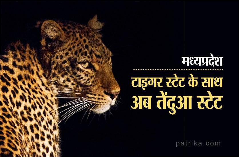टाइगर स्टेट के बाद अब मध्यप्रदेश को मिला तेंदुआ राज्य नंबर वन का खिताब