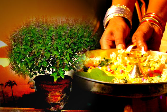 आज तुलसी पूजा दिवस पर जानें तुलसी जी का महत्व