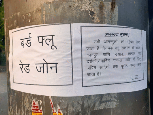 यूपी में भी बर्ड फ्लू की दस्तक, कानपुर के चिड़ियाघर में पक्षियों की मौत