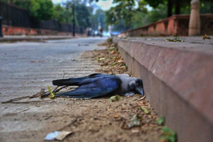 कोरोना के बाद देश के कई राज्यों में बर्ड फ्लू का खतरा, जीवित पक्षियों के आयात पर प्रतिबंध States have confirmed the bird flu due to the mysterious death of birds in the country.