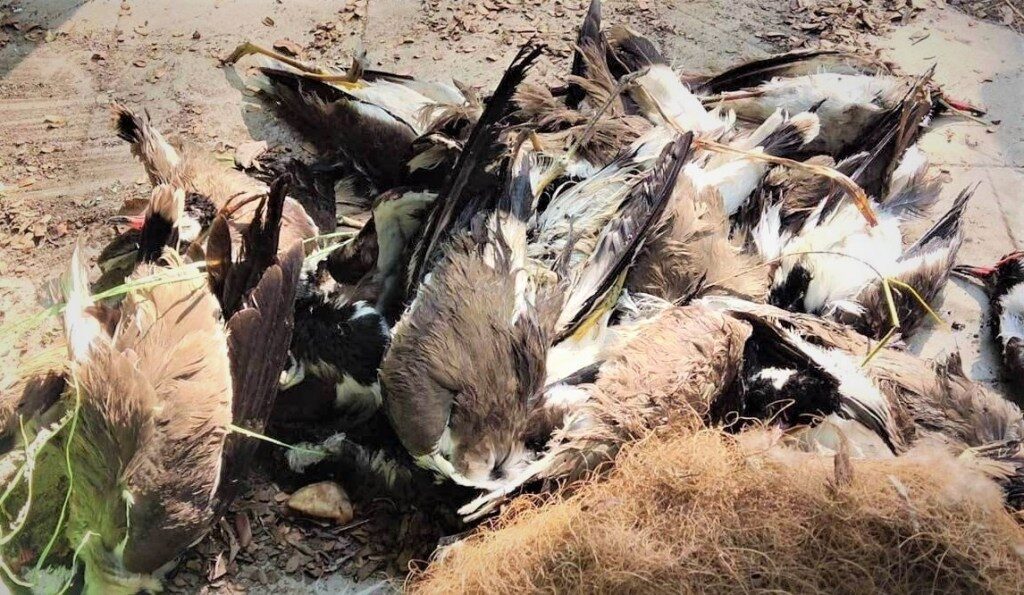 देश में बर्ड फ्लू के खतरे का दस्तक, केरल में आपदा घोषित