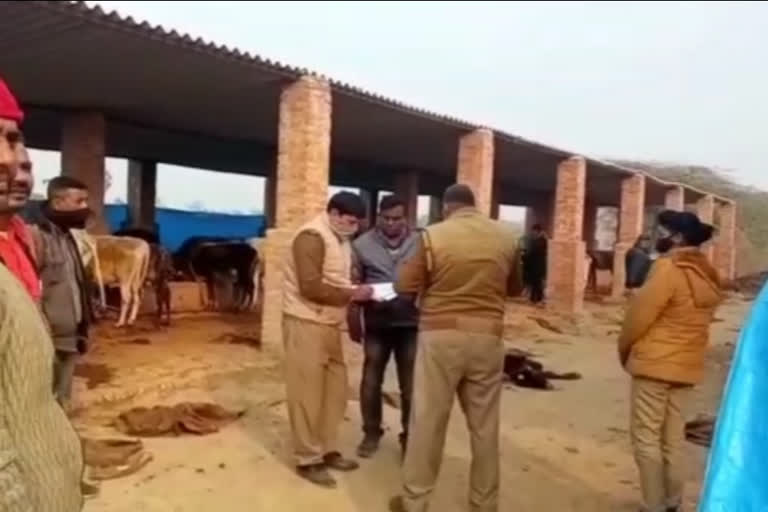 यूपी के चंदौली जिले में गोवंशों का चमड़ा निकालने का वीडियो वायरल, मचा हड़कंप A video of three dead cowherds' leather being taken outside the animal shelter center in Patpara village in Chandauli district of UP has gone viral