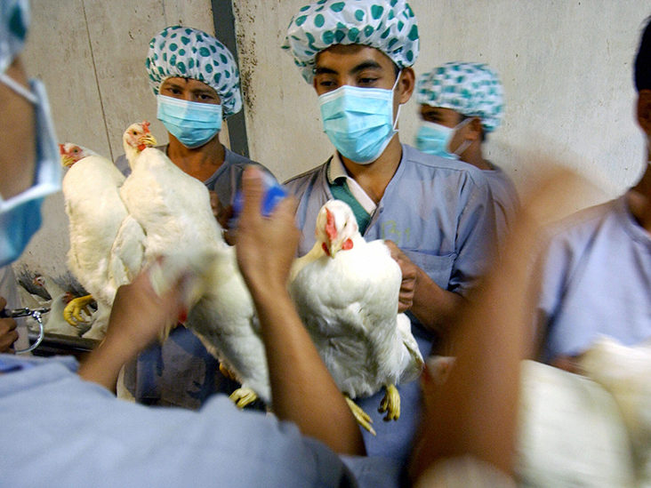 रूस में पहली बार इंसानों में मिला बर्ड फ्लू H5N8, WHO को किया अलर्ट Scientists have detected transmission of bird flu H5N8 strain to humans. This is the first time this strain of bird flu has been found in humans.