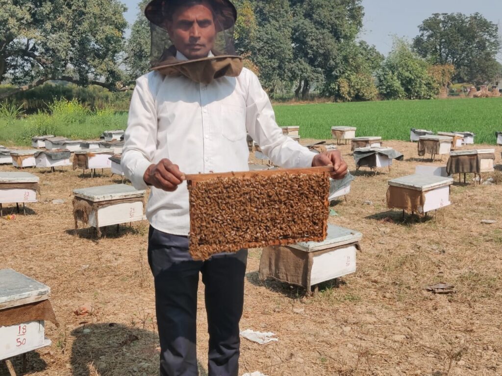 50 मौन बॉक्सो से लगभग 1400 किलोग्राम मधु का उत्पादन कर 1.5लाख कमाया Beekeeping was started in the year 2017 by 10 mon box / mon lineage by Suresh Kumar resident village Daulatiya, development block, Sewpuri, under the ambitious project campaign of NITI Aayog in Adarsh Development Block Sevapuri. At present, 50 silent boxes were received from the Department of Horticulture at a grant of 40%.