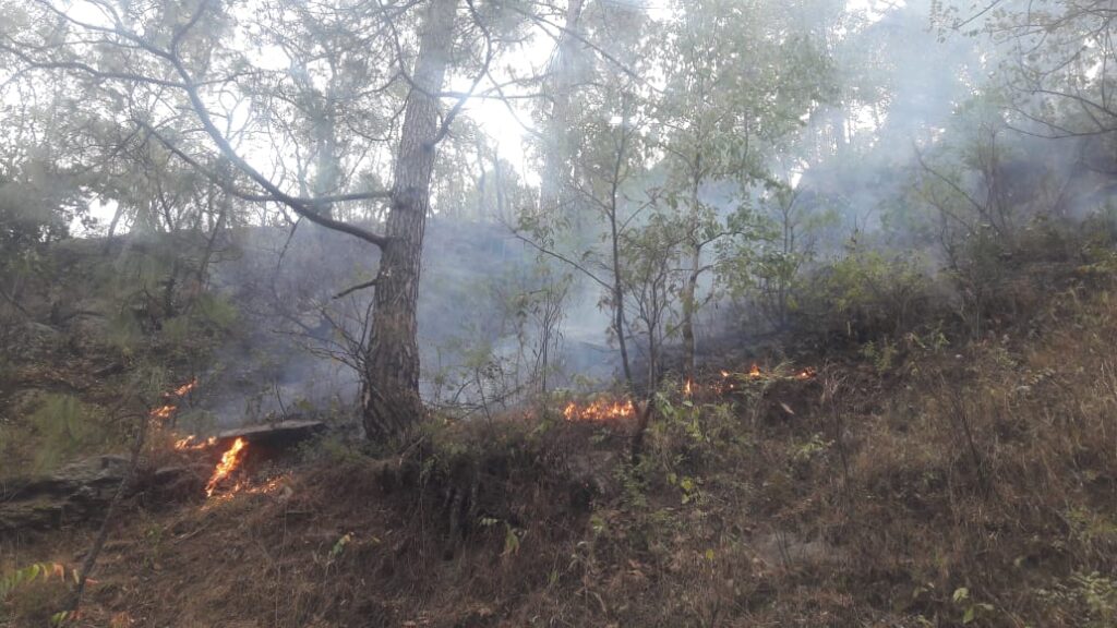 Chief Minister Tirath Singh Rawat has instructed the Chief Conservator of Forests, Shri Rajiv Bhartari, to ensure that concrete arrangements are