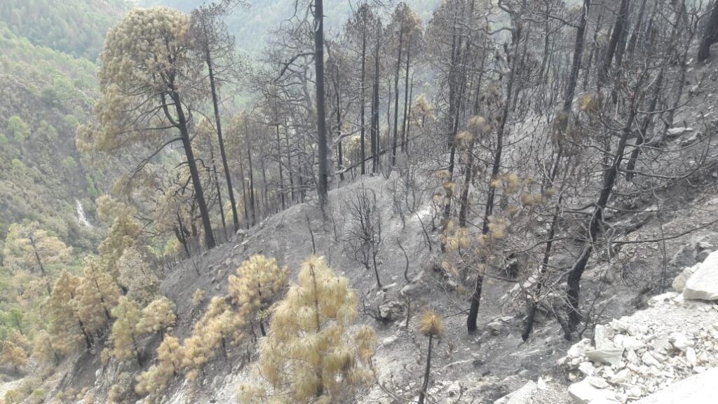 वन विभाग ने हेलीकॉप्टर से आग बुझाने का कार्य किया शुरू