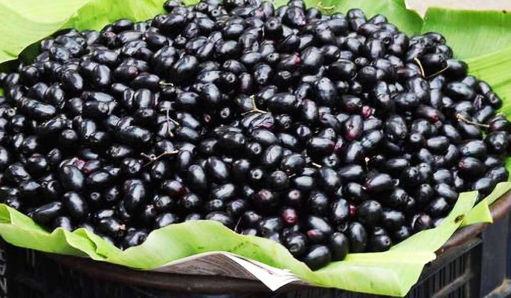 जानिए स्वाद से भरपूर काला जामुन खाने के फायदे We all eat black berries with great fervor but very few people know that flavored black berries are also a rich source of nutrients.