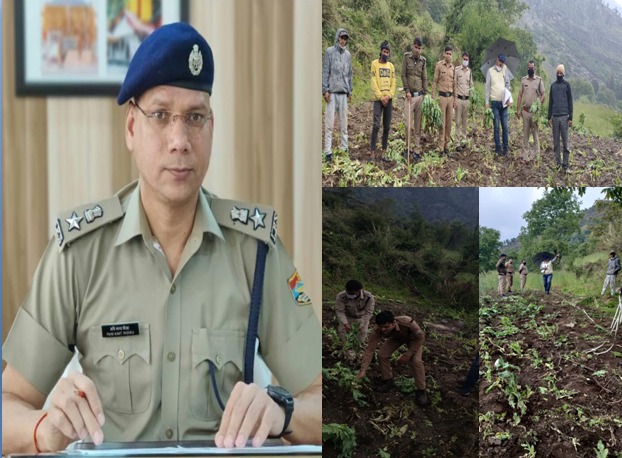 बड़कोट पुलिस की बड़ी कार्यवाही- अफीम की फसल को किया नष्ट, एसपी ने टीम की पीठ थपथपाई