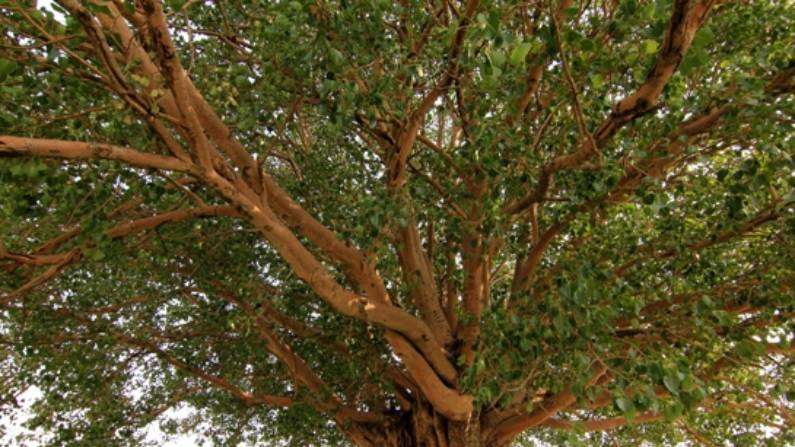 बिहार के इस गांव में सरकारी अस्पताल में लटका ताला, पीपल के पेड़ के नीचे हो रहा इलाज The news is coming from the Bakarpur Panchayat of Rajapakar under Mahua subdivision of Vaishali district of Bihar, where it