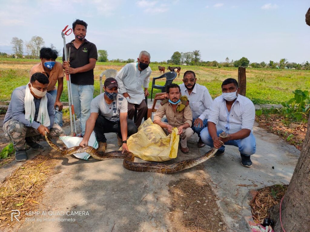 10 फुट लम्बे अजगर को सुरक्षित रैक्सयू कर जंगल मे छोड़ा On Thursday afternoon, a 10-foot-long python entered the house of Bhuvan Chandra, a resident of nearby village Bhandevanwad village.