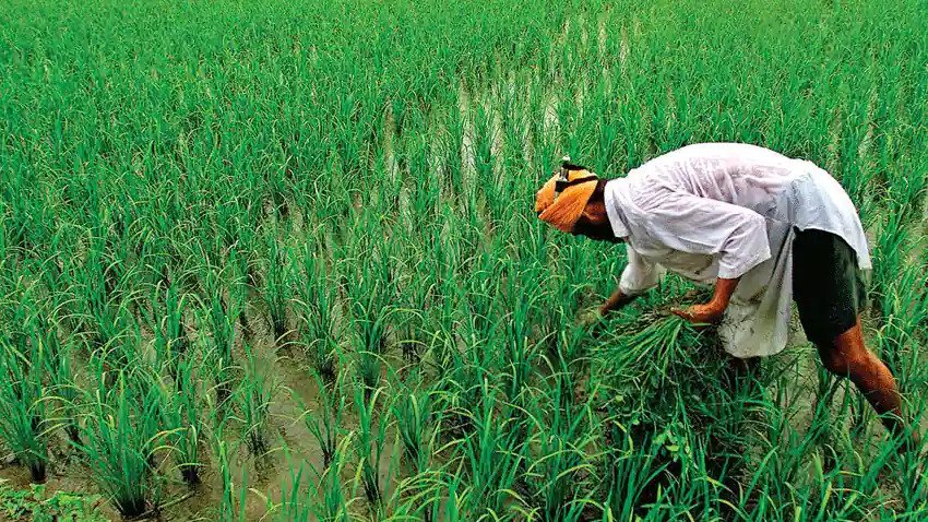 मोदी सरकार का किसानों को तोहफा, खरीफ फसलों के लिए MSP में किया इजाफा The Modi government on Wednesday announced an increase in the Minimum Support Price (MSP) of Kharif normal paddy by Rs 72 per quintal