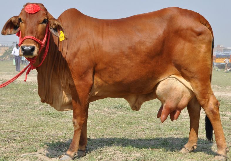 गाय को समझाना ही पड़ेगा- डॉ कमल टावरी