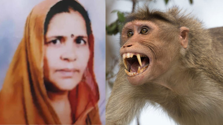 बंदरों के झुंड ने बीजेपी के वरिष्ठ नेता की पत्नी पर किया हमला, फिसलकर गिरने से हुई मौत The terror of monkeys in Nainital, Uttarakhand has increased so much that due to this, the wife of a BJP leader has died.