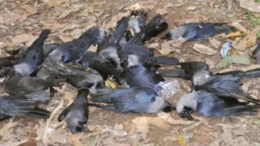 ओमिक्रान के खतरे के बीच केरल में बर्ड फ्लू का खौफ, हजारों बत्तखों को मारा गया Bird flu has now knocked in the country amid the increasing threat of Omicron. Many cases of bird flu have started coming up in Kerala.