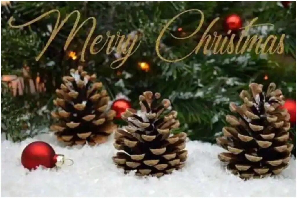 क्यों मनाया जाता है क्रिसमस का त्योहार, यहां जानें डेट, इतिहास और महत्व The festival of Christmas is celebrated every year on 25 December. This festival is very important for the people of Christianity,