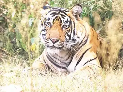 राजस्थान का सबसे चर्चित बाघ एसटी-6 हुआ खामोश, दो साल से चल रहा था बीमार