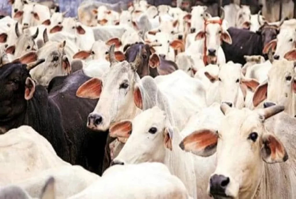 राधिका, सीता, गीता के नाम है एफडी, लखपति हैं इस गोशाला की गायें