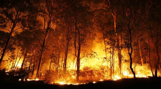 सरिस्का के जंगल में फिर भड़की आग: दोबारा उठीं लपटें, जयपुर-दौसा से बुलाई टीमें
