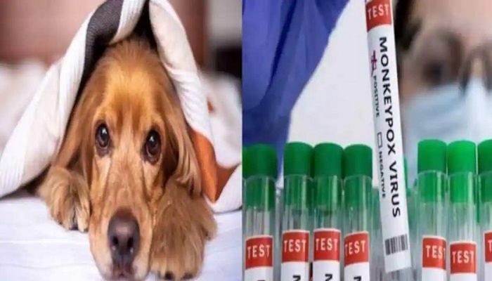 एक इंसान से कुत्ते में पंहुचा मंकीपॉक्स, WHO ने दी चेतावनी कहा- सावधानी बरतना बेहद जरूरी