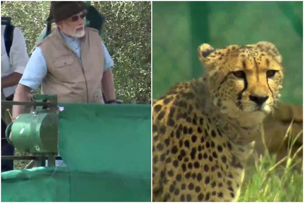 70 साल के लंबे अंतराल के बाद पीएम मोदी ने कूनो नेशनल पार्क में चीतों को छोड़ा