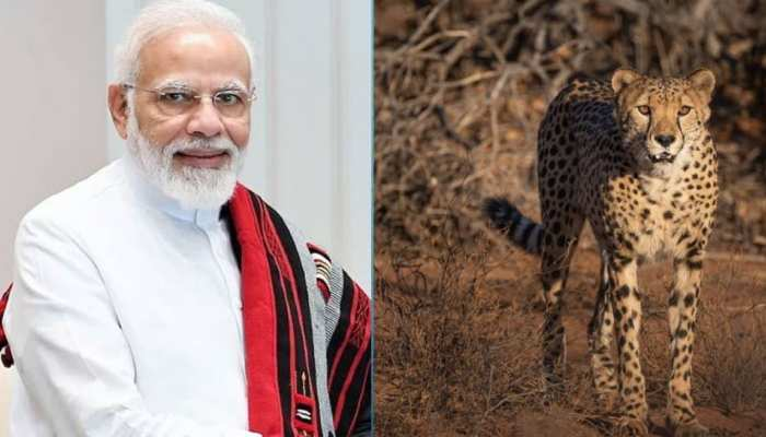 गुस्ताखी माफ़ हरियाणा: मोदी का चीता हुआ आदमखोर