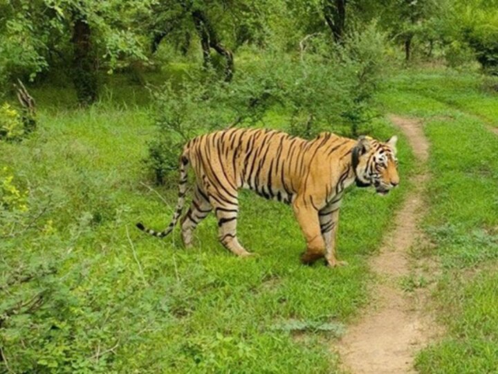 उप्र की योगी सरकार ने बुंदेलखंड में पहले बाघ अभयारण्य को दी मंजूरी