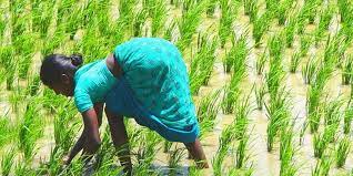 संस्कृति : लोकमंथन (18)- भारत में कृषि एवं खाद्य परम्पराएं -3
