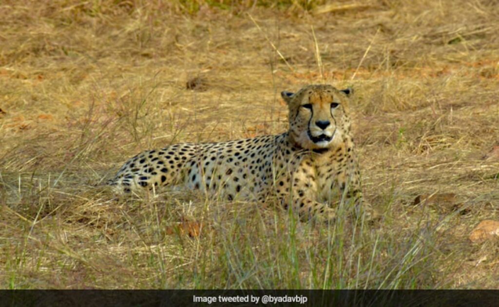 अफ्रीका से मंगाए जाएंगे 12-14 चीते, जानें क्या है सरकार का पूरा प्लान