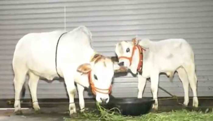 इंदौर के इस गाय के दूध को माना जाता है औषधि, ढाई फीट की गाय देती है 8 किलों दुध