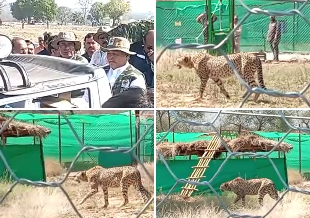 दक्षिण अफ्रीका से मध्य प्रदेश के कूनो नेशनल पार्क पहुंचे 12 चीते