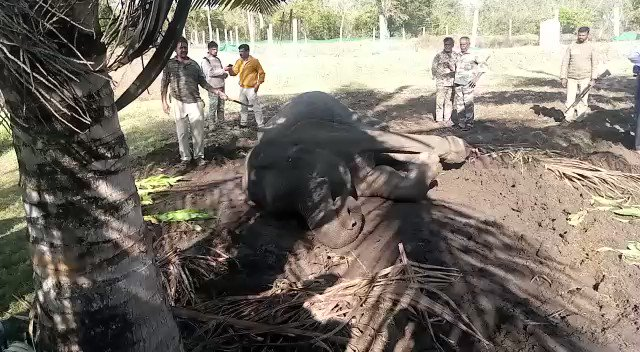 प्रधानमंत्री ने बिजली के झटके से घायल हाथी को बचाने के लिए बांदीपुर टाइगर रिजर्व के कर्मचारियों की सराहना की