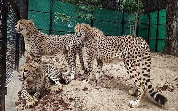 नामीबिया और दक्षिण अफ्रीका से भारत लाए गए चीतों के नए रखे गए नाम
