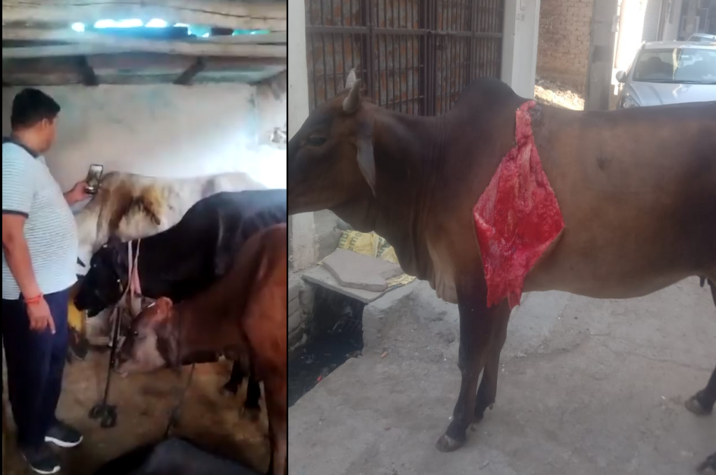 दक्षिणी दिल्ली में गायों पर हमला मामला: विश्व हिंदू परिषद ने लगाया गौ भक्तों और हिन्दू समाज की भावनाओं को भड़काने का आरोप