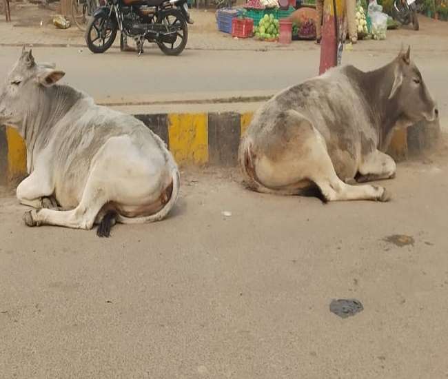 निराश्रित गौवंश से फसल नुकसान और सड़क दुर्घटना रोकने के लिए निर्देश जारी
