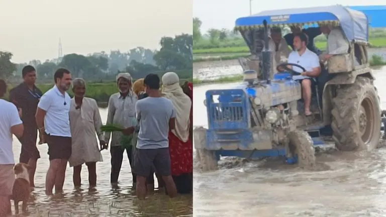 कीचड़ में सने राहुल गांधी ने किसान के साथ की खेती