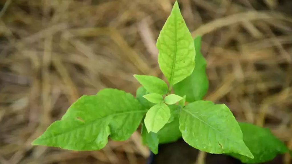 यहां जानें बेलपत्र का वृक्ष क्यो माना जाता है शुभ?