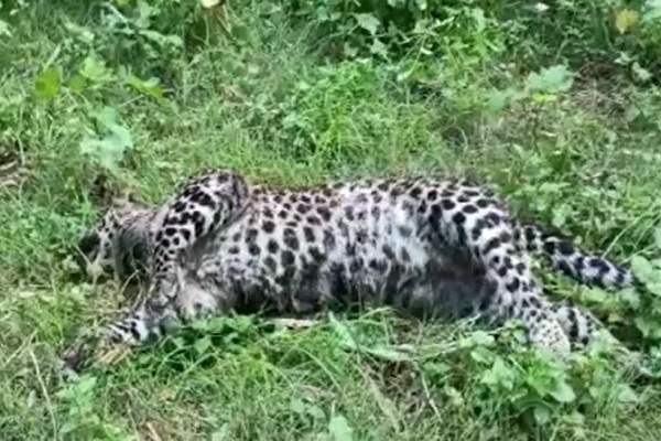 महाराष्ट्र: मादा तेंदुए और दो शावकों की करंट लगने से मौत, 4 गिरफ्तार