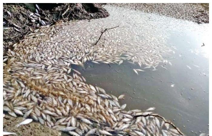 रांची के अनगड़ा स्थित गेतलसूद डैम में 8000 से ज्यादा मछलियों की मौत, कृषि मंत्री ने दिए जांच के आदेश