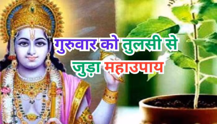 तुलसी का पौधा बना सकता है आपको अमीर, गुरुवार के दिन अपनाएं ये उपाय