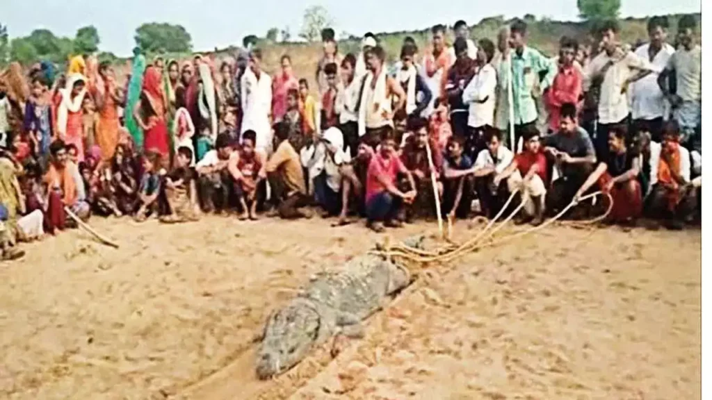 मध्य प्रदेश: चंबल नदी में मगरमच्छ के हमले से बालक की जिंदगी की जंग