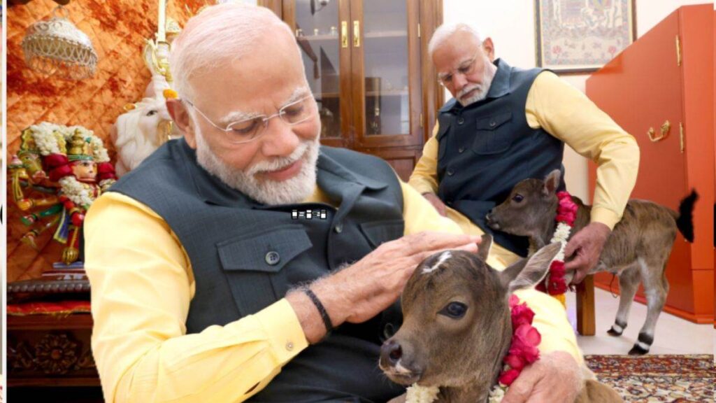 प्रधानमंत्री नरेंद्र मोदी के घर आया नया मेहमान: नवजात बछड़े ‘दीपज्योति’ का स्वागत
