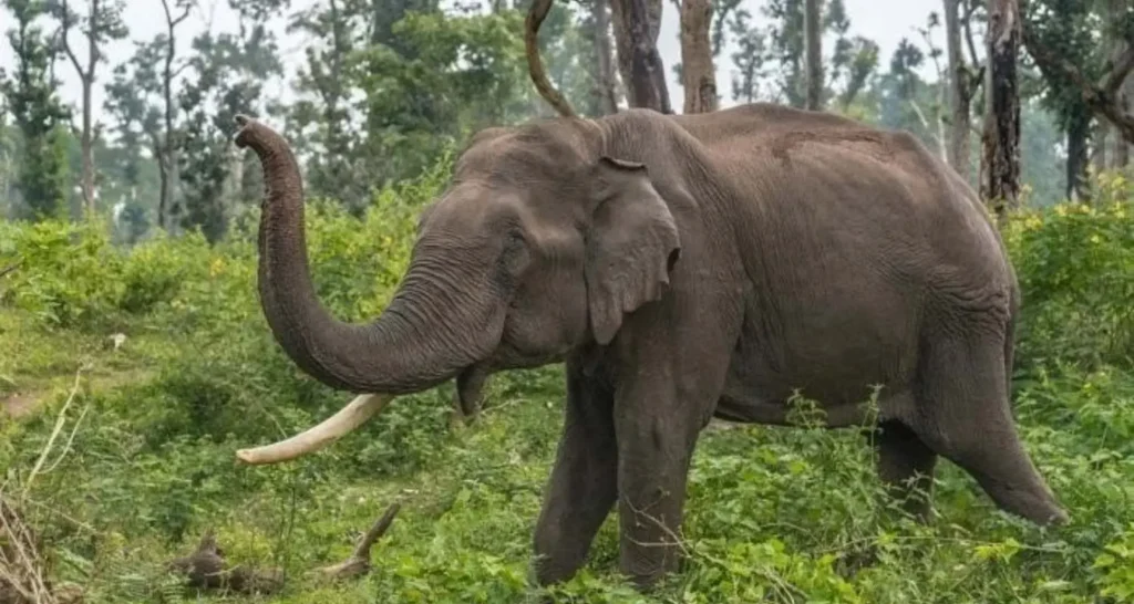 झारखंड के सिमडेगा में हाथियों के हमले में दो की मौत